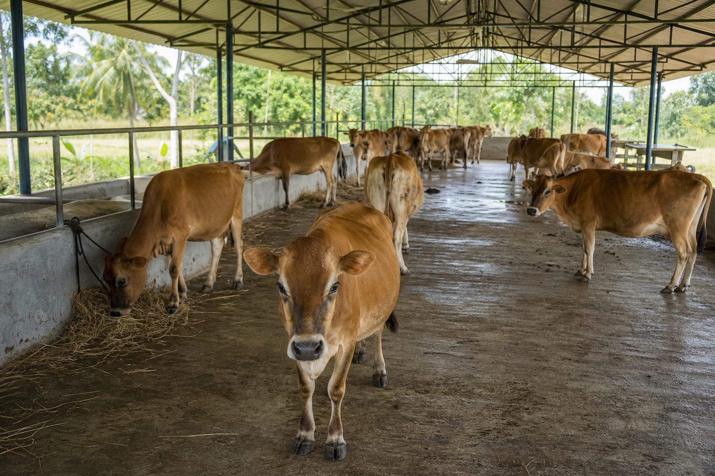 Twenty Jersey cows at Velavan Cow Farm